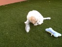 Kirby at Play