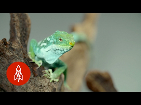 YouTube reptile video