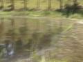 hydrilla pond