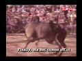 Scrambled Eggs : Horrible Rodeo Accident III