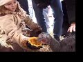 Farm Sanctuary\ Farm Sanctuary\