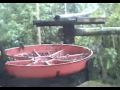 Hummingbird feeder