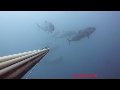 vidéos chasse sous marine hd - Un merci a tous ceux qui prennent le temps de laisser un commentaire sur mes vidéos ,ce qui motive aussi pour partager quelques belles images ... De nombreus...