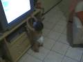 videos de vicente neto