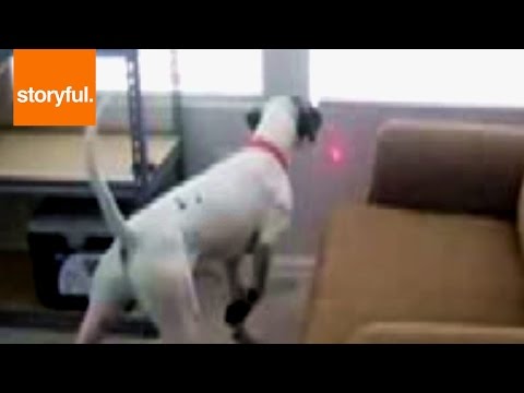 how to attach a hook to dog collar