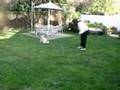Duncan The PowderPuff Chinese Crested #1