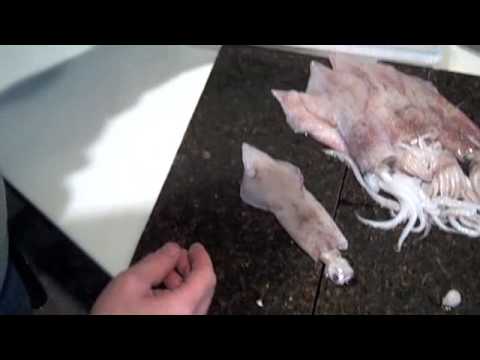 how to harvest squid ink