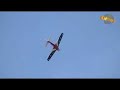 RC HANGAR9 P-51 MUSTANG MISS AMERICA EN BUCARAMANGA