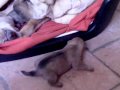 bb sharpei