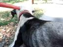 muttley 2_0001.wmv muttley 2_0001.wmv