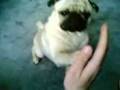 Mops baca kosku