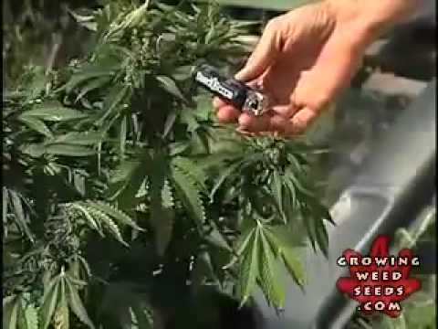 how to grow purple weed