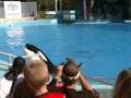 Baleia Orca Shouka e Golfinho Merlin
