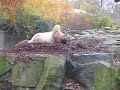 Knut vom Eisb�r zum Schwarzb�r