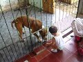 ataque de pit bull feroz a criança rssrs