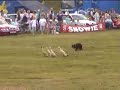 dog herding ducks