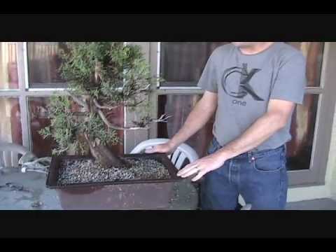 how to fertilize bonsai juniper