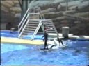 SeaWorld, Florida