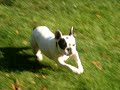 Bouledogue français Vanille au jardin du Trocadéro