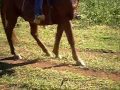 Correndo de cavalo! bah Tche!! Nao so gaucho + curto..INTER!