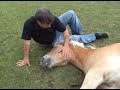 haflinger jaarling knuffelen