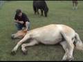 haflinger jaarling knuffelen