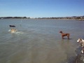 videos de Captain the Vizsla works on his retrieving