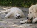 Pastore Maremmano Abruzzese - Maremma Abruzzen Hirtenhund Pastore Maremmano Abruzzese - Maremma Abruzzen Hirtenhund