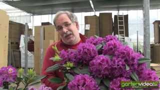 #1119 Grossblumige Rhododendron Purple Splendour 