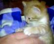 Funny Kitty Süskind - Gatito gracioso Yujki