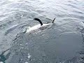 Depoe Bay Tuna
