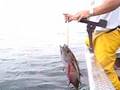 Depoe Bay Tuna