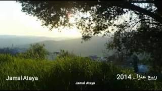 قرية عنزا بحلتها الخضراء