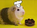Our guinea pigs star in this music video to Joe Pasquale's 