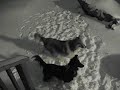 Shelties....another 