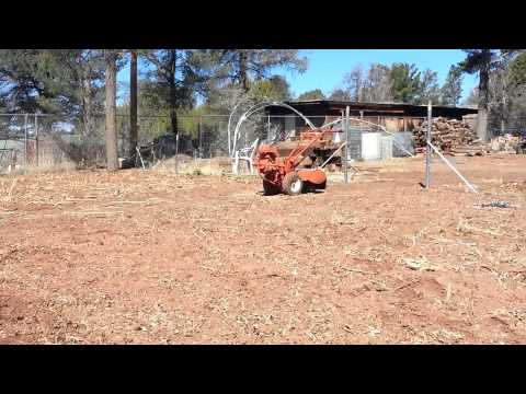 how to grow sugar snap peas in az