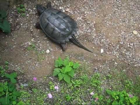 Jeffrey la tortue suicidaire
