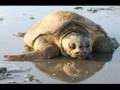 Sea Turtle Rescue