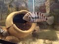 zebra ciklet yavru cicliet