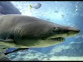 shark big record squali