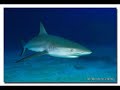 shark big record squali