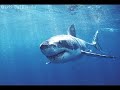 shark big record squali