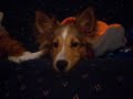 Our sheltie Mickey Our sheltie Mickey