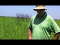 The Floating Marshes of Louisiana: A Unique Ecosystem