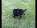 Imanol, adoptado