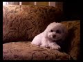Dramatic Puppy Dramatic Puppy