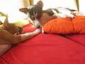 Basenji video