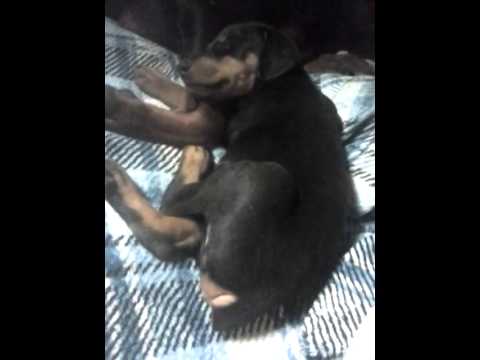 AKC European working showing pups