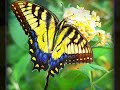 Butterfly Waltz