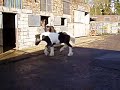 ROMANSTRUE TYSON